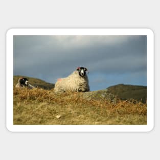 Swaledales Sticker